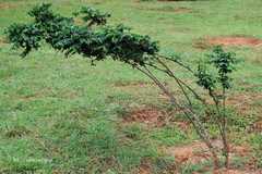 Sauropus quadrangularis